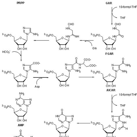 The De Novo Purine Nucleotide Biosynthesis Pathway The 10 Steps From