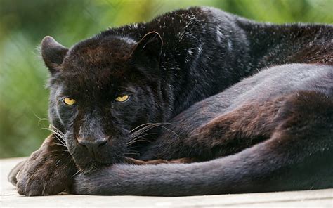 Black Wild Cat Puma Jaguar Animal Wild Cat Panter Black Puma Hd