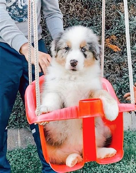 Science Confirms For Australian Shepherd Their Humans Are Their Parents