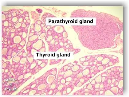 The Endocrine System Pt Histology Thyroid Parathyroid Glands