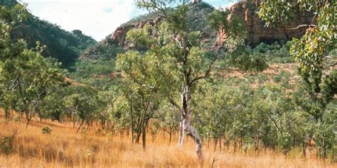 Savanna Fire Ecology In Northern Australia Department Of Biodiversity