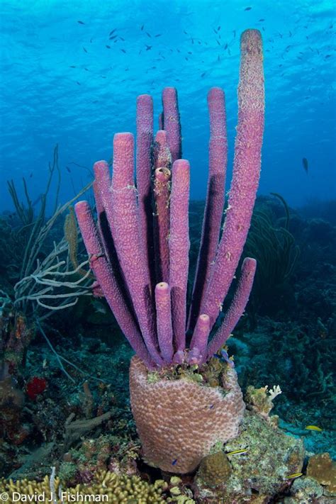 Sea Creatures That Live In Coral Reefs