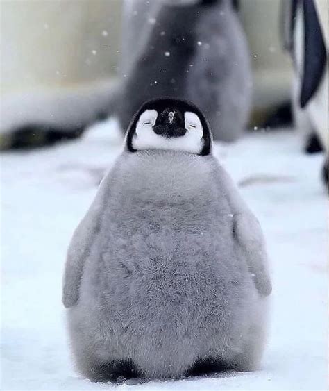 Psbattle Baby Penguin Photoshopbattles