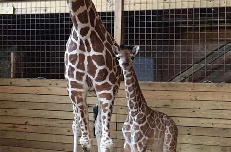 April The Giraffes Babys Name Revealed To Be Tajiri