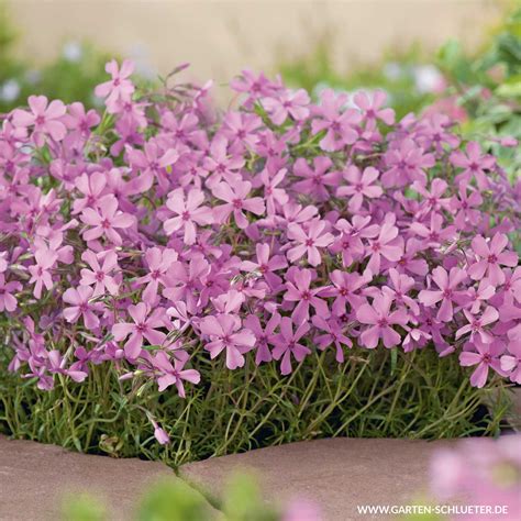 Jede saison gibt es bei baldur garten viele neuheiten und raritäten, die sie in keiner gärtnerei finden können. Winterharte Bodendecker für den Garten | Gartenträume