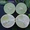 Maybe you would like to learn more about one of these? Key Lime, Mexican Lime, Mexican Thornless Key Lime Citrus ...