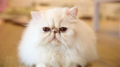 Flat Face Persian Cat History Personality And Health Issues Cat Queries