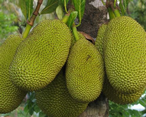 Jual bibit sayur unggul (impor & lokal) harga murah ☎ 0812 3241 2221 agen toko jual benih / bibit sayuran impor & lokal harga murah! Jual Bibit Buah Nangka Sayur Murah - Jual Bibit Tanaman di ...