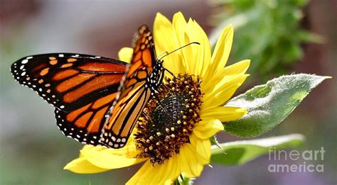 Find images of sunflower with butterfly. Monarch Butterfly On A Sunflower Photograph by Jesus Olivella