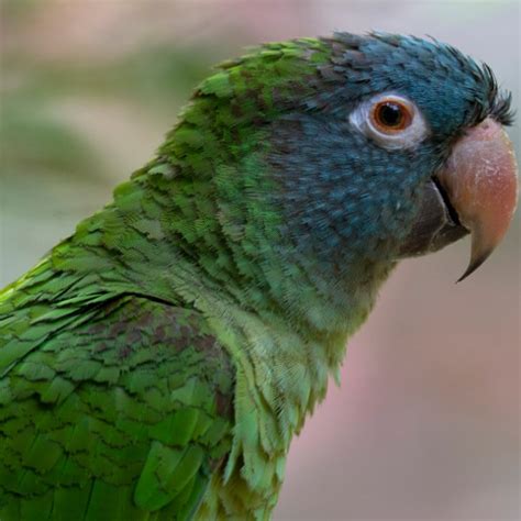 Can Lighting Benefit My Blue Crown Conure With Cataracts Windy City