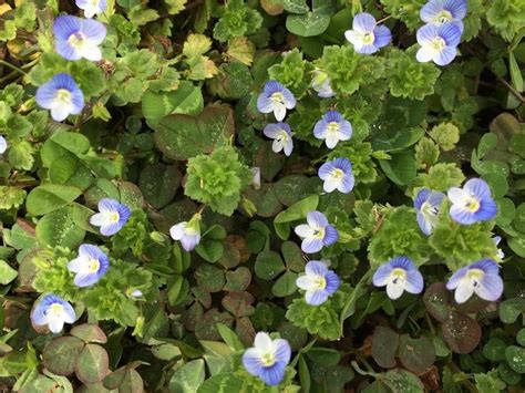 Persian Speedwell Veronica Persica Pretty Blue Flowered Spring Weed