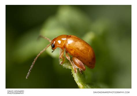 Tansy Ragwort Flea Beetle (Longitarsus jacobaeae) (XXXV 
