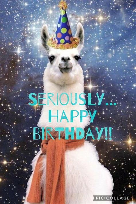 Happybirthday Birthday Alpaca ⋆ Funny And Dank Memes And Quotes