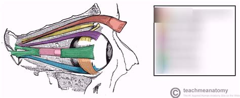Extraocular Eye Muscles Diagram Quizlet