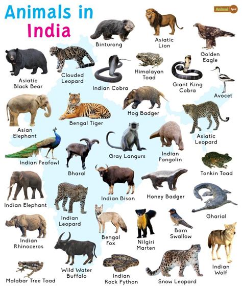 Animals In India List And Facts With Pictures