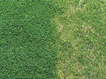Little or no mowing required, attracts beneficial insects, out competes other weeds, tolerates poor soils microclover, trifolium repens var. Ground Solutions - the future of paving & landscaping