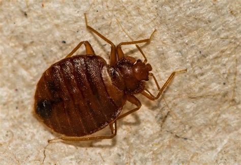 Bed Bug Shells Skins And Casings Essential Information Pest Samurai