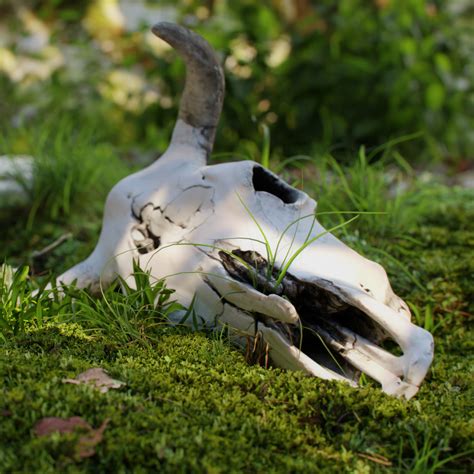Explore a wide range of the best cow skull decor on aliexpress to find one that suits you! Cow skull 7 - BlenderBoom