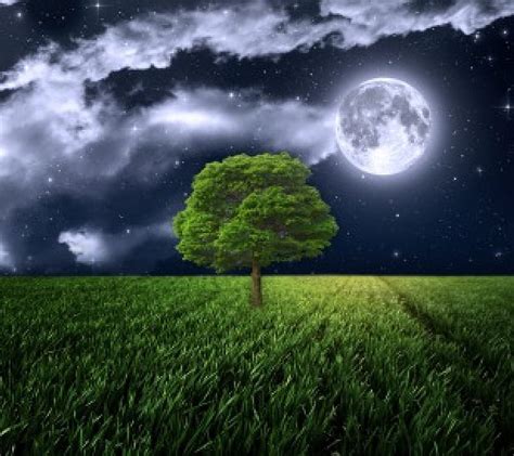 1920x1080px 1080p Free Download Moonlight Tree Moon Grass Full