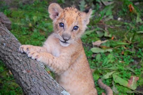 Meet The Newest Detroit Lion A Female Cub The First Born At The