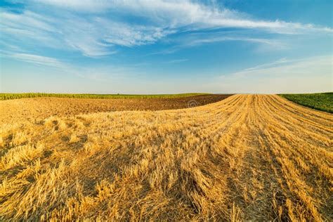 Wheat Stubble Field Rural Landscape Stock Image Image Of Farmland