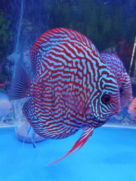 German Red Turquoise Discus Red Base