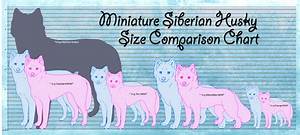 Visual Size Chart Of The Miniature Siberian Husky By Aixarawr On Deviantart