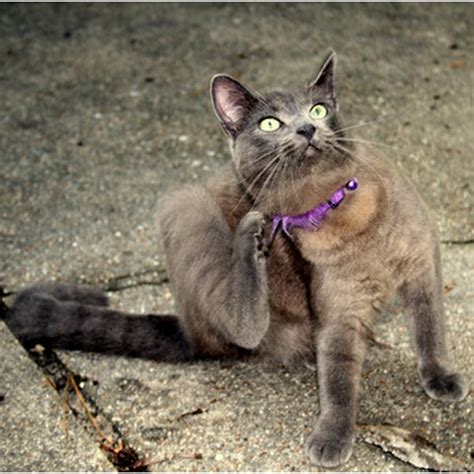 Why does my cat have a ringworm infection? The Differences Between Ringworm and Eczema | Healthfully