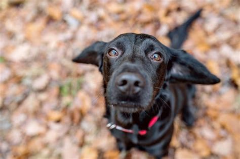 Not rated from 5 0 reviews. April 15th - 23rd: National Pet ID Week | Island Animal ...