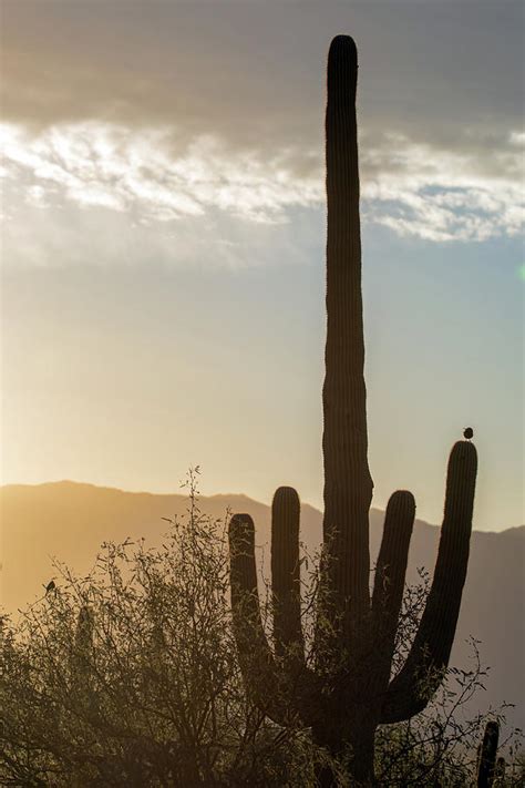 Cactus Dancing Photograph By Dan Mcmanus Fine Art America
