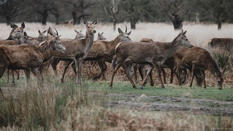 Richmond Park London Old Deer Park