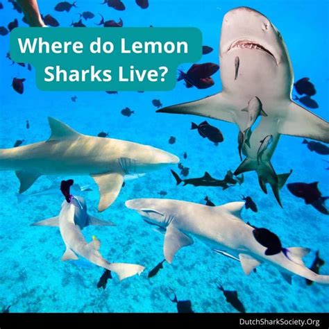 Lemon Sharks Info Guide Dutch Shark Society