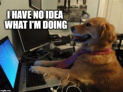 On october 15th, 2014, redditor golden_bailey submitted a photo gallery of the dog titled remember the 'i have no idea what i'm doing dog'? Dog behind a computer - Imgflip