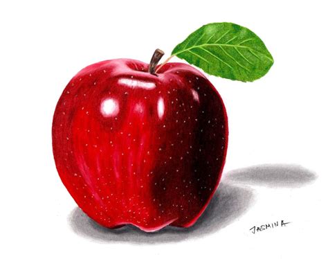 Colored Pencil Drawing Of An Apple By Jasminasusak On Deviantart