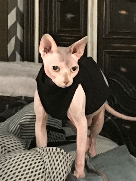 Our Baby Bambino Cat Hairless Cat Sphynx Cat