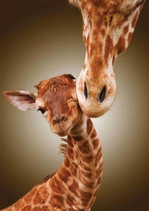 Giraffe Mom And Baby Happy Mothers Day We Love Mom Pinterest