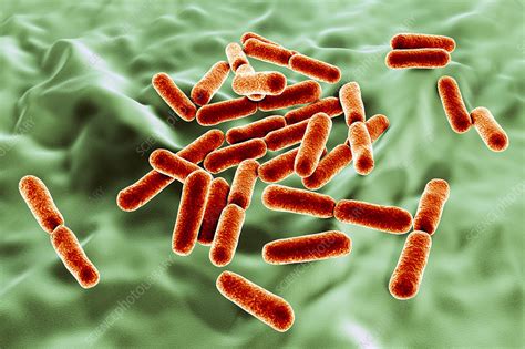 Probiotic Bacteria Bacillus Clausii Illustration Stock Image F026