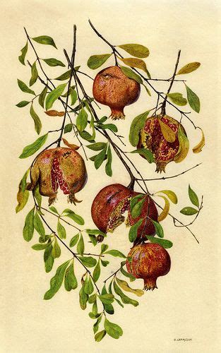 Pomegranates Watercolour On Vellum Nature Illustration Botanical