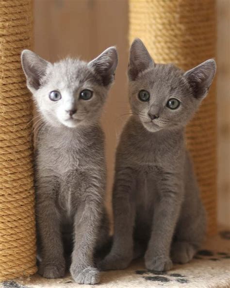 Russian Blue Kittens For Sale Russian Blue Cat For Sale
