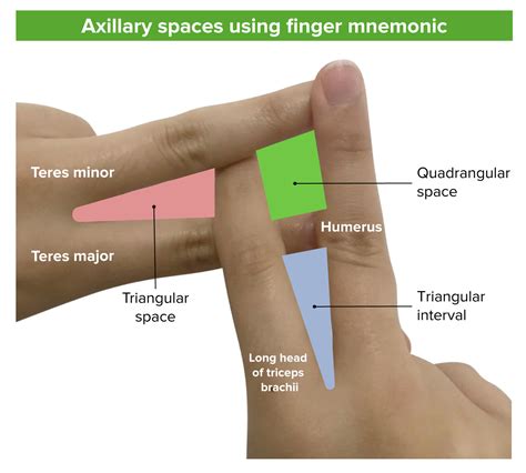 Axilla And Brachial Plexus Anatomy Concise Medical Knowledge