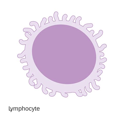 Lymphocyte Diagram Clipart Best