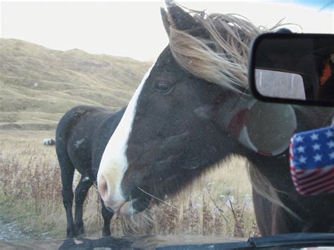 Bcxnews Wild Horses Of Unalaska Alaska