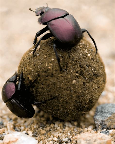 The African Dung Beetle Navigates Earth Using The Stars Discvrblog