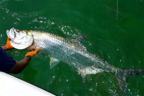 Top 10 Florida Fishing Spots An Anglers Guide