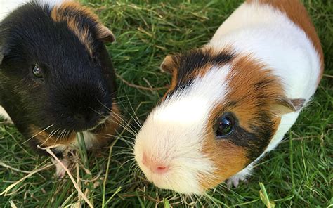 A Complete Guide To Guinea Pig Colors With Photos