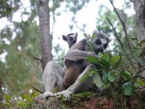 Lemurs Frances White