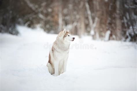 Portrait Of Free And Beautiful Siberian Husky Dog Sitting In The Winter