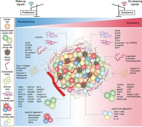 Frontiers Tuning Cancer Fate Tumor Microenvironments Role In Cancer Stem Cell Quiescence And