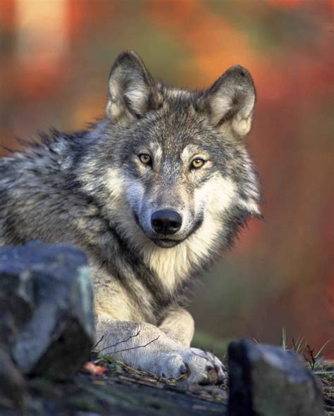 Free Picture Gray Wolf Head Canis Lupus
