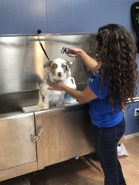 Alibaba.com offers 45,954 pet wash products. Self Serve Pet Wash Station :: Kissimmee Valley Feed